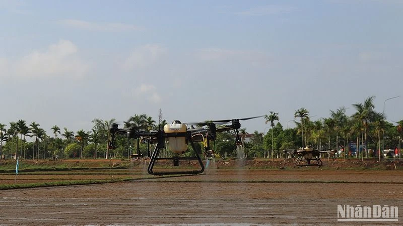 Sử dụng thiết bị bay không người lái (drone) để phun thuốc bảo vệ thực vật trong sản xuất nông nghiệp ở huyện Mộ Đức. 