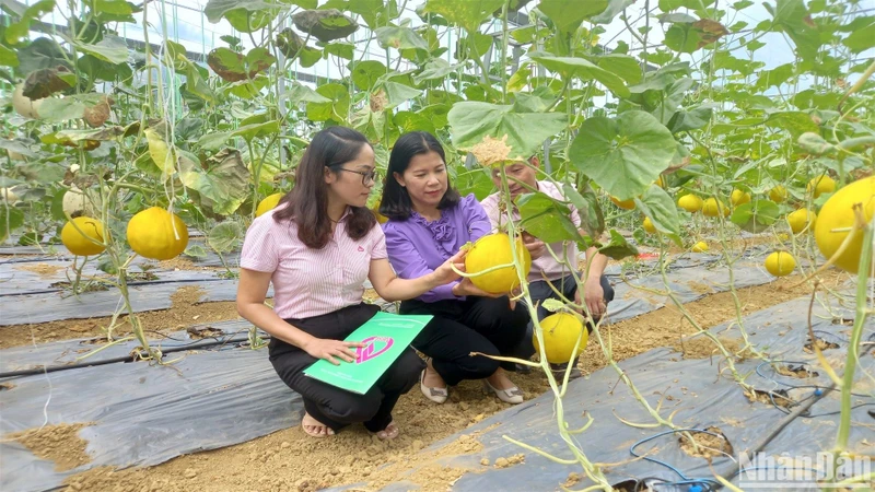 Cán bộ tín dụng chính sách và chính quyền địa phương kiểm tra hiệu quả vay vốn sản xuất kinh doanh tại xã Ngọc Đào, huyện Hà Quảng, tỉnh Cao Bằng.