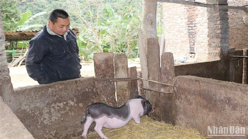 Người dân xóm Pác Háo, xã Lê Chung, huyện Hòa An, tỉnh Cao Bằng mong muốn đàn lợn trong xóm sớm được triển khai tiêm vaccine phòng dịch tả lợn châu Phi.