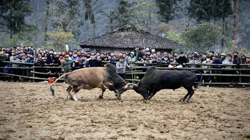 Thi chọi bò trong Ngày hội văn hóa dân tộc H'Mông-Mùa hoa lê huyện Bảo Lạc, tỉnh Cao Bằng. Ảnh: Nông Thế Vĩnh
