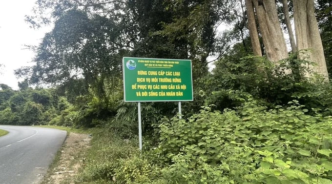Với nhiệm vụ chủ yếu là quản lý đất rừng, trồng rừng và bảo vệ rừng tự nhiên nên vốn chủ sở hữu của các doanh nghiệp lâm nghiêp tại Bình thuận rất thấp. Ảnh: Sở NN&PTNT Bình Thuận.