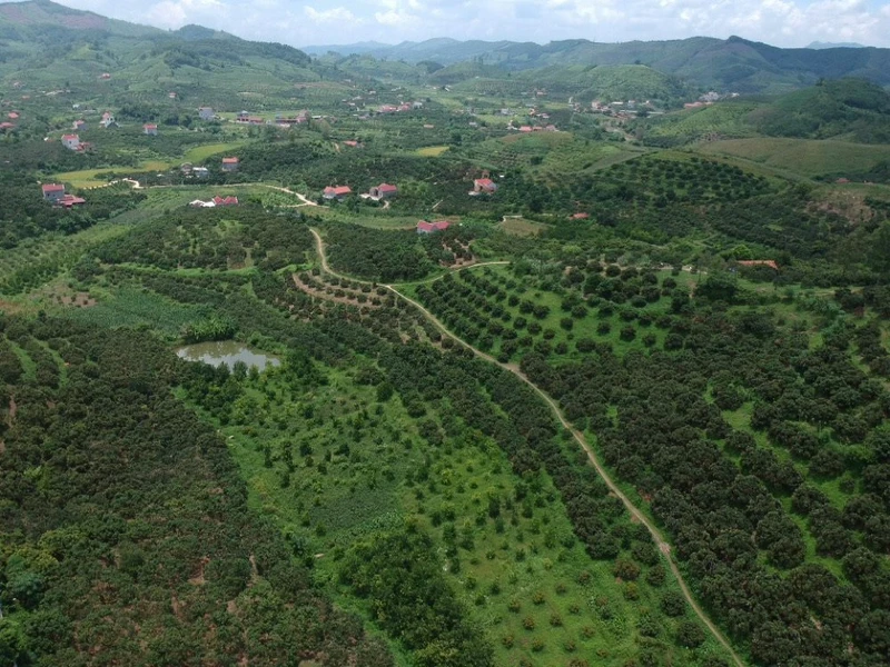 Xã Tân Sơn (huyện Lục Ngạn) tích cực phát triển vùng trồng vải thiều. Ảnh: Văn Vĩnh