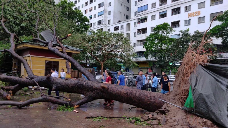 Sau bão số 3, Thành phố Hà Nội rút ra nhiều bài học trong quản lý, bảo vệ cây đô thị. Ảnh: Văn Học