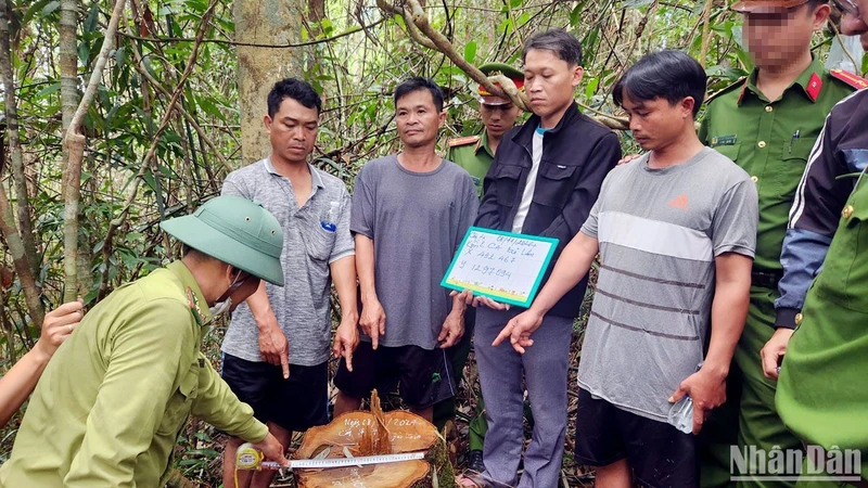 Lực lượng chức năng dẫn giải các đối tượng đến khám nghiệm hiện trường vụ cưa hạ gỗ quý tại tiểu khu 414, xã Lộc Bảo, huyện Bảo Lâm, Lâm Đồng.