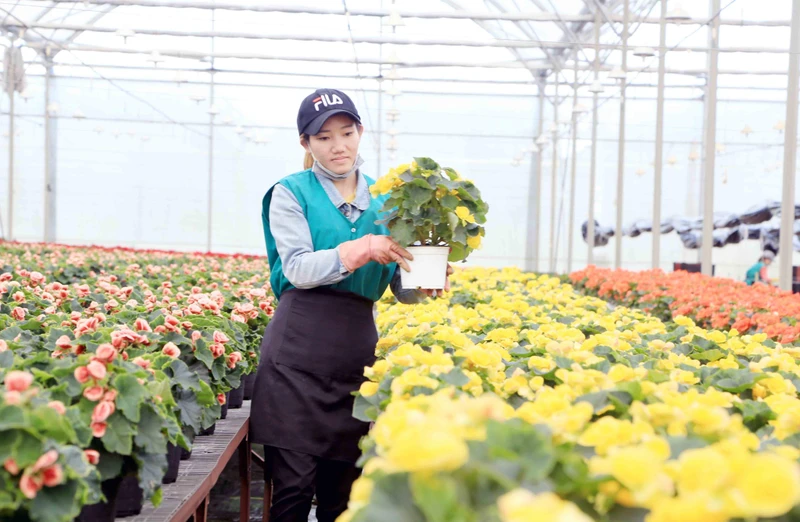Nhiều doanh nghiệp ứng dụng công nghệ sinh học trong sản xuất giá thể trồng hoa.