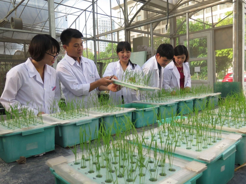 Đánh giá tính chịu mặn của tập đoàn lúa bản địa Việt Nam tại Viện Di truyền Nông nghiệp.
