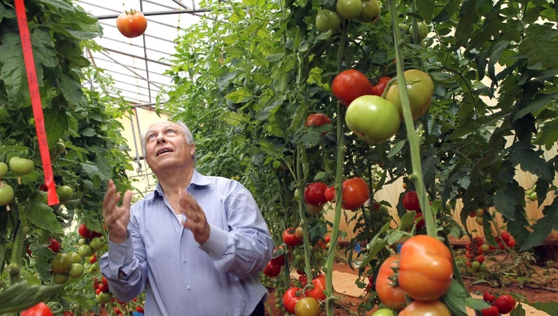 Nhờ ứng dụng công nghệ sinh học, các giống cà chua Israel được thế giới đánh giá rất cao.