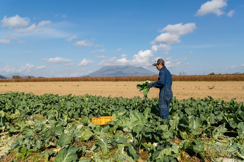 Nông trại Mino, tại làng Makkari, quận Abuta, Hokkaido, Nhật Bản.