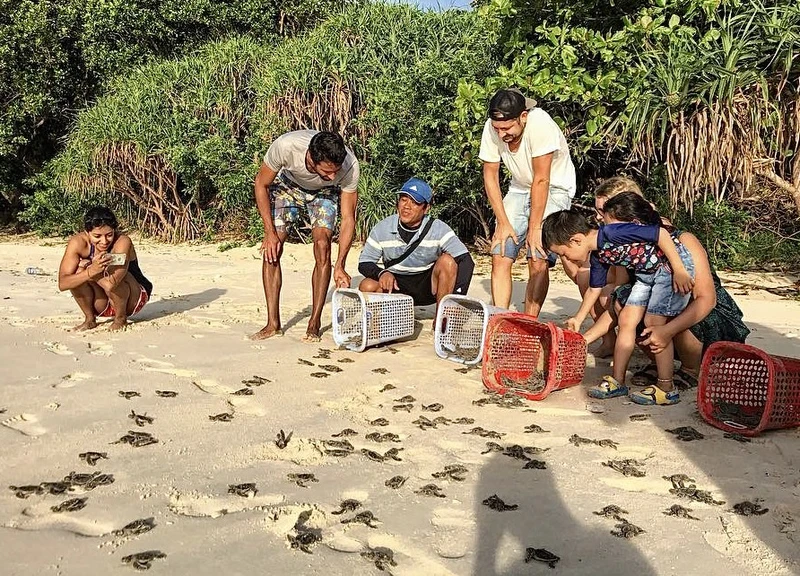 Năm 2022, Vườn quốc gia Côn Đảo đã cứu hộ thành công 2.743 tổ trứng rùa, ấp nở thành công 2.562 tổ và thả về đại dương hơn 207 nghìn cá thể rùa con.