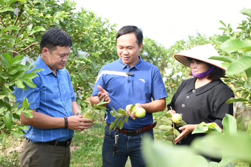 Ông Đặng Huy Phong, Chủ nhiệm Hợp tác xã nông nghiệp Quyên Phong (đứng giữa) chia sẻ về giá trị kinh tế của quả ổi. Ảnh: VĂN HỌC 