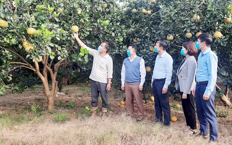 Cán bộ và nhân dân xã Phú Long, huyện Nho Quan (Ninh Bình) trao đổi kinh nghiệm phát triển cây ăn quả.