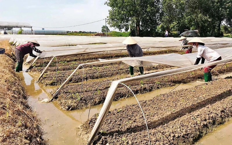 Vùng sản xuất rau an toàn của Hợp tác xã Sản xuất và tiêu thụ rau an toàn Bắc Hồng (huyện Đông Anh, Hà Nội).