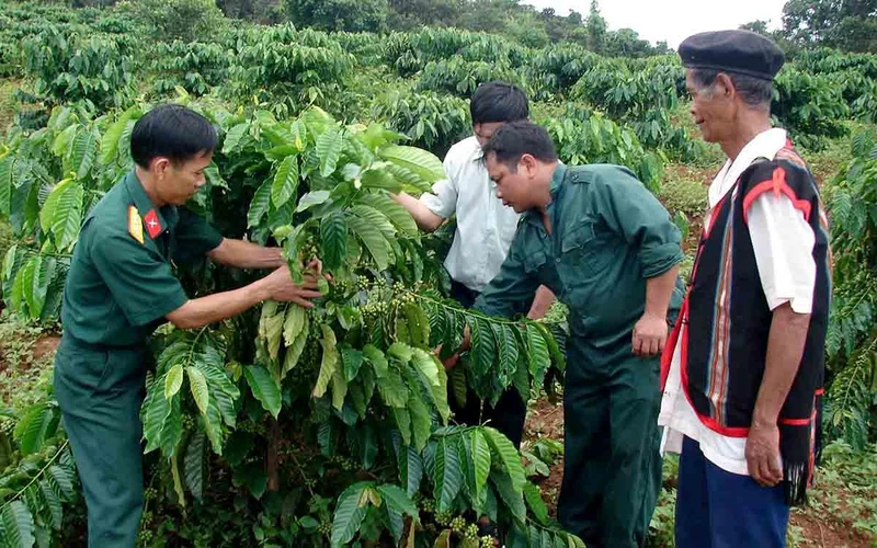 Cán bộ Binh đoàn 15 hướng dẫn người lao động thu hoạch cà-phê.
