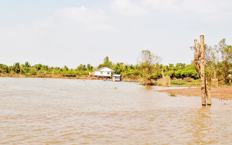 Khu vực sạt lở đất nghiêm trọng tại xã Hòa Ninh, huyện Long Hồ, tỉnh Vĩnh Long. 