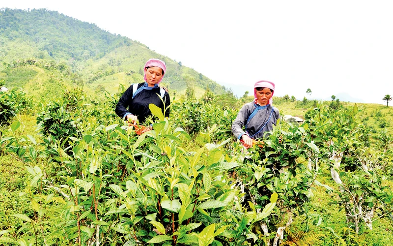 Ðồng bào vùng cao Lào Cai trồng chè đặc sản Tuyết san theo phương pháp VietGAP để xuất khẩu, nâng cao hiệu quả kinh tế, xóa nghèo bền vững.