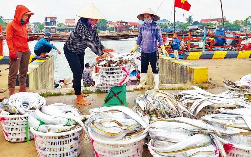 Sau chuyến biển, ngư dân xã Cảnh Dương, huyện Quảng Trạch vui vì được mùa cá hố xuất khẩu.