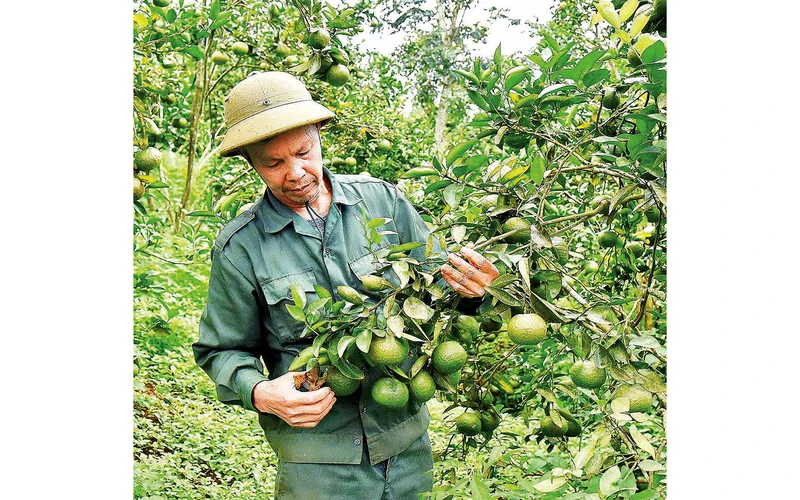 Từ vốn vay của Ngân hàng CSXH, ông Phạm Văn Công ở xã Sơn Lang, huyện Kbang (Gia Lai) đầu tư trồng cây ăn quả mang lại giá trị kinh tế cao.