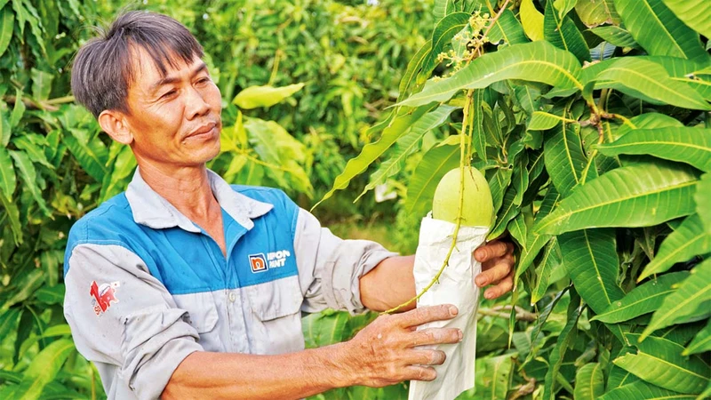 Nông dân Trần Ngọc Ẩn kiểm tra chất lượng trái xoài cát Hòa Lộc sắp thu hoạch. 