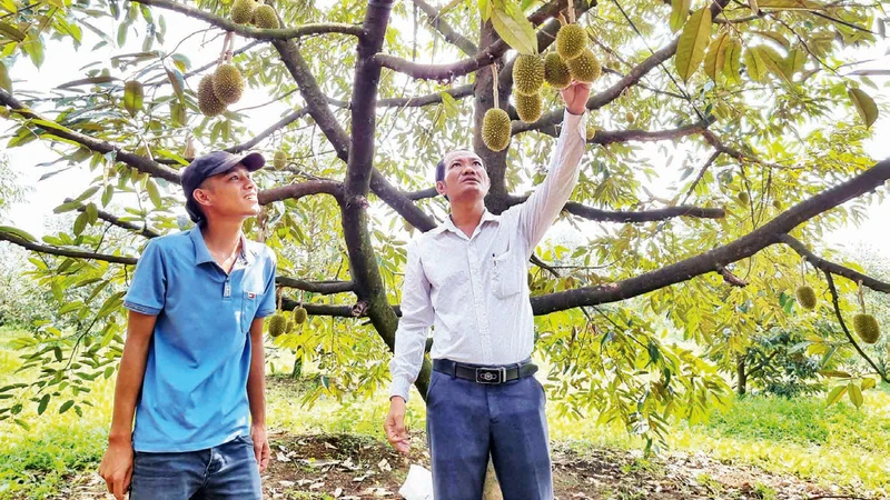 Lâm Ðồng đẩy mạnh phát triển cây sầu riêng chất lượng cao.