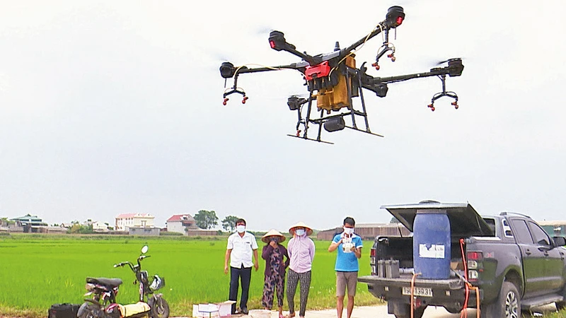 Ứng dụng thiết bị bay không người lái để phun thuốc bảo vệ thực vật tại huyện Phù Ninh, tỉnh Phú Thọ.