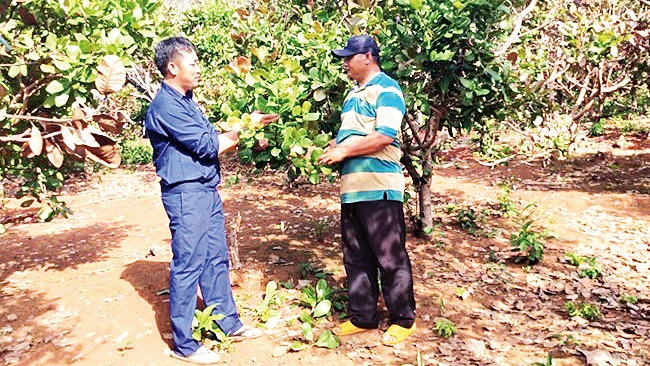 Anh Trần Văn Hải (trái) hướng dẫn anh Rơ Lan Binh (làng Bía, xã Ia Chía, huyện Ia Grai, tỉnh Gia Lai) kỹ thuật chăm sóc cây điều.