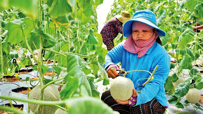 Thu hoạch dưa lưới (trồng theo mô hình công nghệ cao) tại huyện Củ Chi.