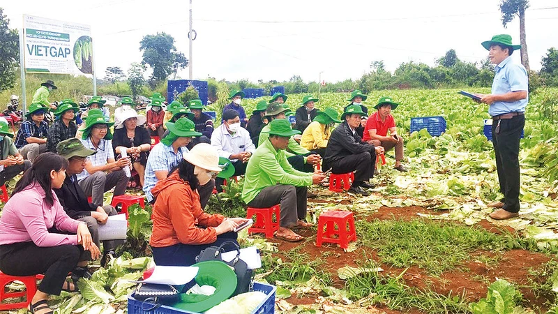 Trung tâm Khuyến nông tỉnh Ðắk Nông tổ chức tập huấn, chuyển giao kỹ thuật sản xuất cải thảo theo tiêu chuẩn VietGAP cho các nông hộ thuộc Hợp tác xã Thịnh Phát.
