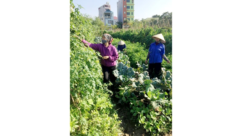Người dân xã Thanh Xuân, huyện Sóc Sơn (Hà Nội) chăm sóc rau hữu cơ.