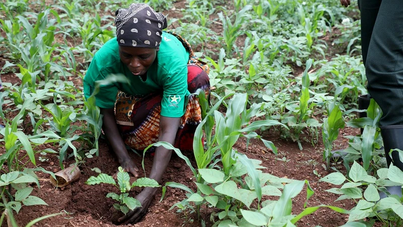 Người dân Rwanda tham gia dự án trồng cây thích ứng biến đổi khí hậu. (Ảnh IUCN)