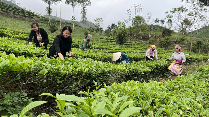 Du khách trải nghiệm hái chè Shan tuyết tại xã Gia Hội, huyện Văn Chấn, Yên Bái. (Ảnh nhandan.vn)