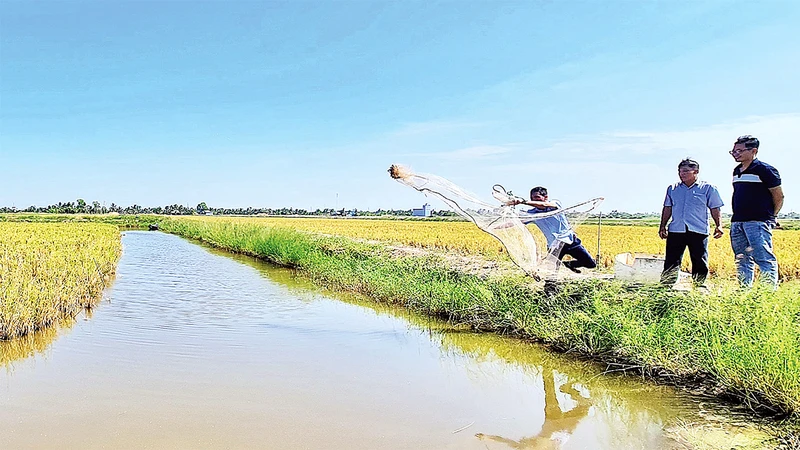 Khu vực nuôi tôm càng xanh trên đồng lúa hữu cơ của xã Trí Lực, huyện Thới Bình.