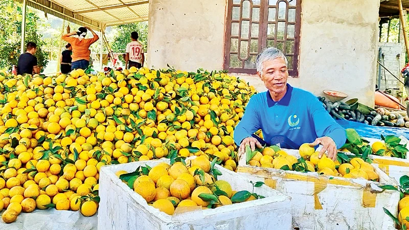 Ông Nguyễn Minh Ðịnh đóng gói cam vừa thu hoạch chuẩn bị chuyển cho thương lái.