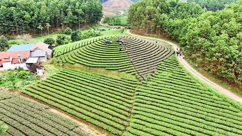 Người dân xã Văn Hán, huyện Ðồng Hỷ, tỉnh Thái Nguyên sản xuất chè theo tiêu chuẩn sạch. 