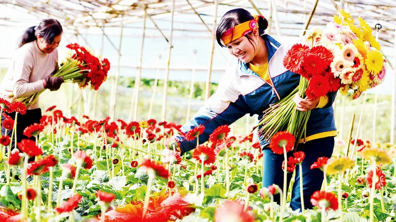 Sản xuất hoa công nghệ cao tại thành phố Ðà Lạt, Lâm Ðồng.