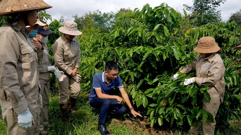 Hướng dẫn chăm sóc cây cà-phê tại vùng trồng của Công ty TNHH MTV Xuất nhập khẩu 2-9 Ðắk Lắk. (Ảnh MINH THU)