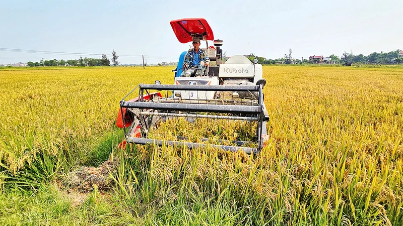 Nông dân huyện Lệ Thủy thu hoạch lúa đông xuân bằng máy gặt liên hợp.