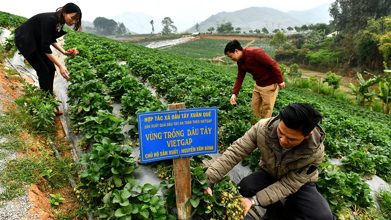  Vùng trồng dâu tây an toàn theo chương trình xây dựng nông thôn mới mang lại hiệu quả kinh tế cao cho người dân xã Cò Nòi, huyện Mai Sơn (Sơn La). (Ảnh NGUYỄN ĐĂNG)