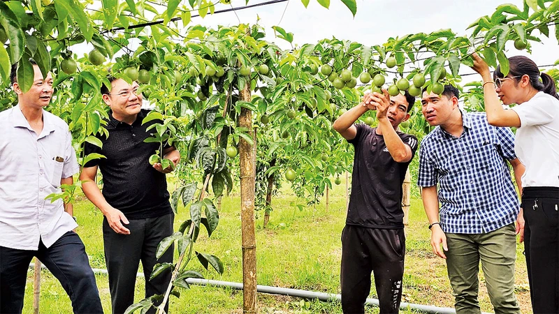 Mô hình trồng chanh leo của anh Ðặng Văn Giang ở thôn Trại Ðinh, xã Ðầm Hà, huyện Ðầm Hà, Quảng Ninh.
