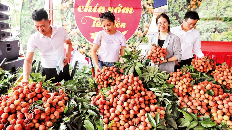 Toàn tỉnh dự kiến xuất khẩu khoảng 21,1 nghìn tấn vải, còn lại là tiêu thụ tại thị trường trong nước. 