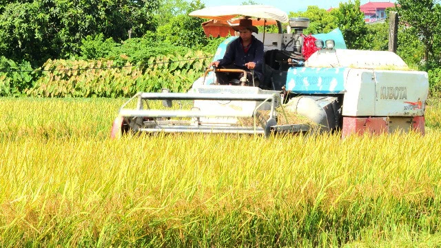 Thu hoạch lúa vụ xuân tại huyện Phú Xuyên.