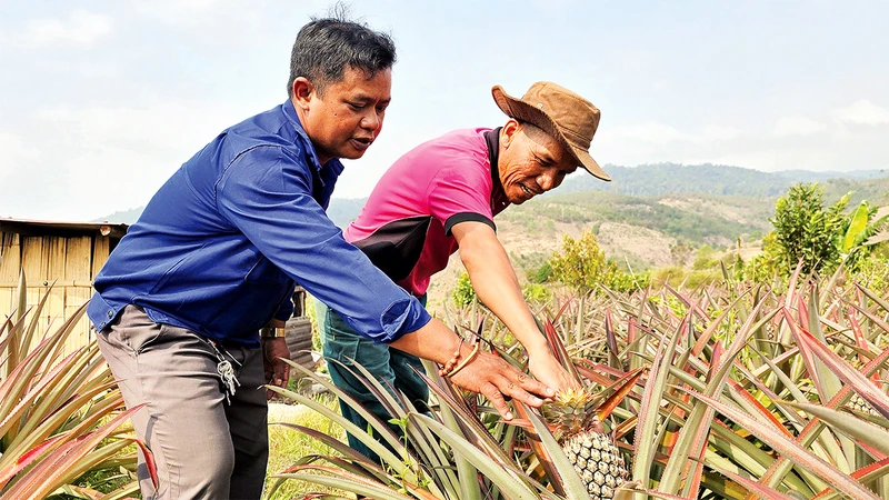 Mô hình Tổ hợp tác trồng dứa xen canh cây mắc-ca tại làng Ðăk Rô Gia (xã Ðăk Trăm, huyện Ðăk Tô, tỉnh Kon Tum) được nhiều hộ đồng bào dân tộc thiểu số triển khai hiệu quả.