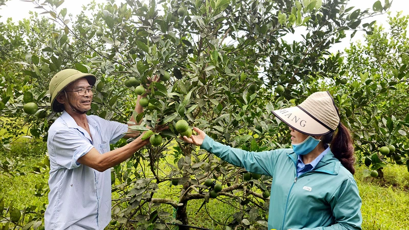 Mô hình trồng cam hữu cơ của Hợp tác xã Cây ăn quả Bến Quan được góp sức từ nguồn vốn tín dụng chính sách.