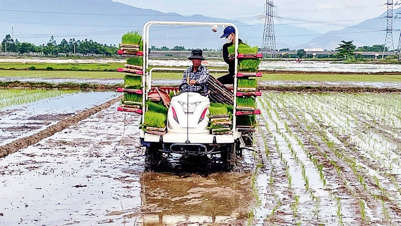 Cấy lúa bằng máy trên cánh đồng Hòa Tiến 1, huyện Hòa Vang (Ðà Nẵng).