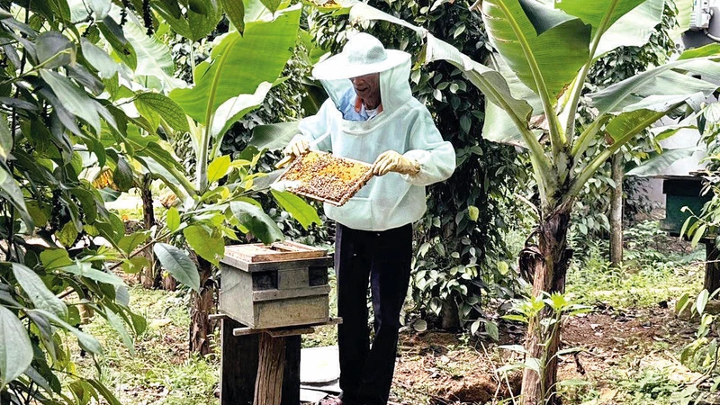 Người dân vùng đệm xã Hưng Trạch, huyện Bố Trạch được hỗ trợ nuôi ong lấy mật.