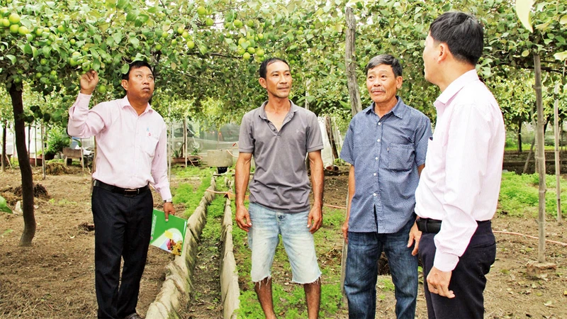 Cán bộ Ngân hàng Chính sách xã hội huyện Ninh Phước thăm mô hình sản xuất của hộ vay ở xã Phước Hậu.