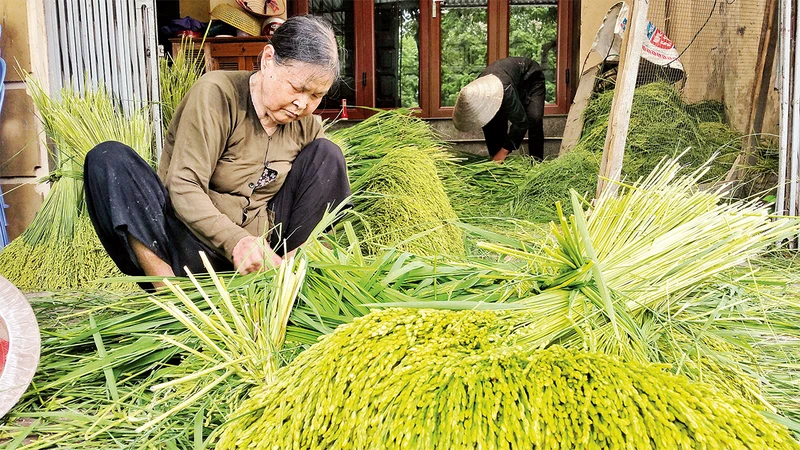 Nét quê ở làng cốm Mễ Trì.