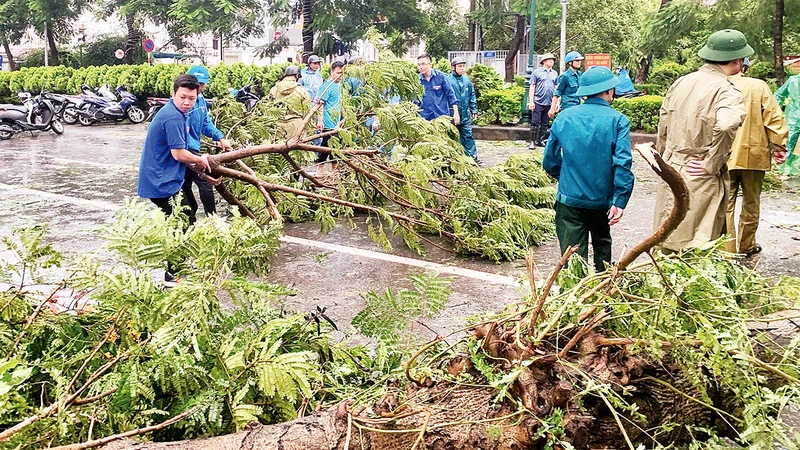 Thanh niên tình nguyện Thủ đô hỗ trợ lực lượng chức năng dọn dẹp cây xanh bị đổ do bão số 3.