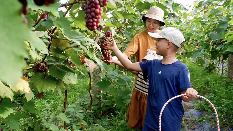 Khách du lịch trải nghiệm hái nho tại trang trại du lịch sinh thái ở xã Vĩnh Ngọc, huyện Ðông Anh, Hà Nội. (Ảnh GIANG NAM)