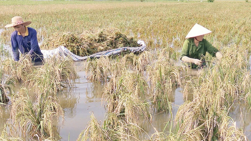 Người dân xã Văn Xá, huyện Kim Bảng (Hà Nam) thu hoạch lúa sau bão. (Ảnh ÐÀO PHƯƠNG)