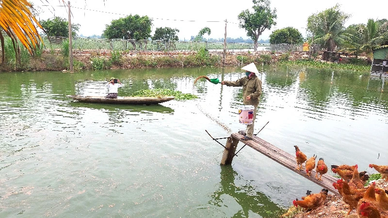 Trang trại chăn nuôi tuần hoàn với chu trình khép kín ở xã Võ Ninh, huyện Quảng Ninh, tỉnh Quảng Bình.